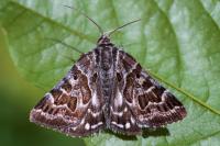 Euclidia mi
