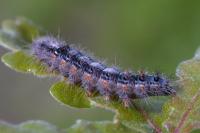 Ocneria detrita