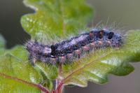 Ocneria detrita