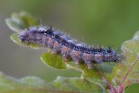 Ocneria detrita