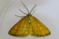 Cleta filacearia