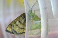 Cleta filacearia
