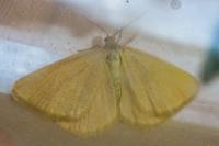 Minoa murinata