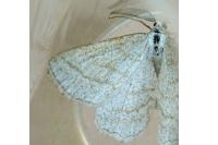 Perconia strigillaria