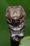 Biston strataria