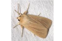 Mythimna pallens
