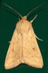 Mythimna vitellina