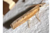Pediasia contaminella