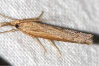 Pediasia contaminella