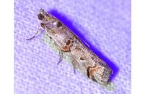 Pempelia palumbella