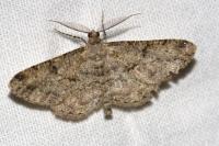 Peribatodes rhomboidaria rhomboidaria