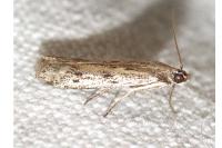 Phycitodes