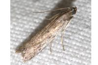 Phycitodes