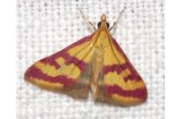 Pyrausta sanguinalis