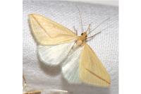 Rhodometra sacraria