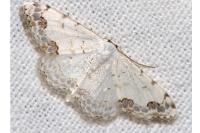 Scopula decorata