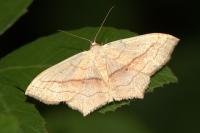 Scopula imitaria