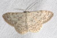 Scopula marginepunctata