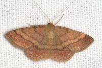 Scopula rubiginata