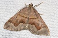 Scotopteryx moeniata