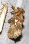 Spatalia argentina