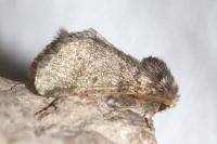 Thaumetopoea processionea