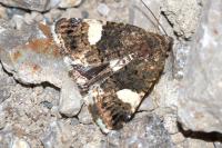 Tyta luctuosa