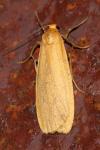 Wittia sororcula