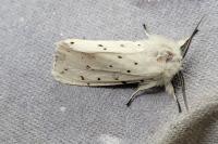 Spilosoma lubricipeda
