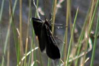Odezia atrata