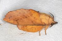Gastropacha populifolia