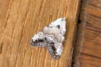 Nola infantula
