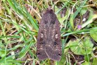 Noctua pronuba