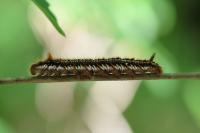 Euthrix potatoria