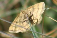 Cleta filacearia
