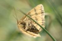 Cleta filacearia