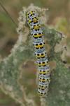 Cucullia verbasci