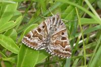 Euclidia mi
