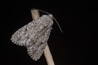 Acronicta aceris