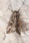 Autographa gamma