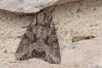 Lacanobia w-latinum