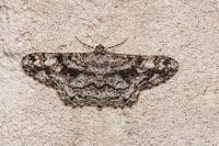 Peribatodes umbraria umbraria