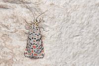 Utetheisa pulchella