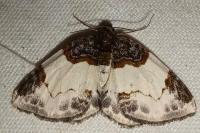 Mesoleuca albicillata