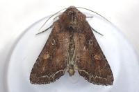 Lacanobia oleracea