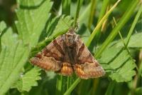 Euclidia glyphica