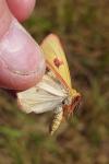 Diacrisia sannio