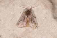 Cerastis rubricosa