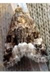 Deltote pygarga