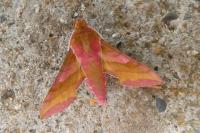 Deilephila porcellus